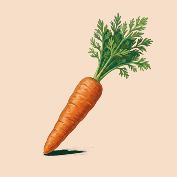 carrot on tan